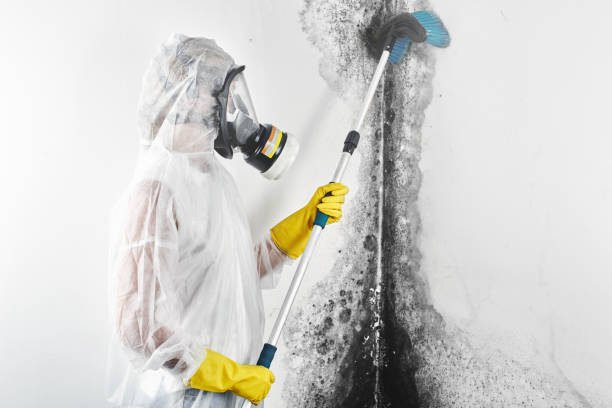 Best Crawl Space Mold Remediation  in Circle Pines, MN