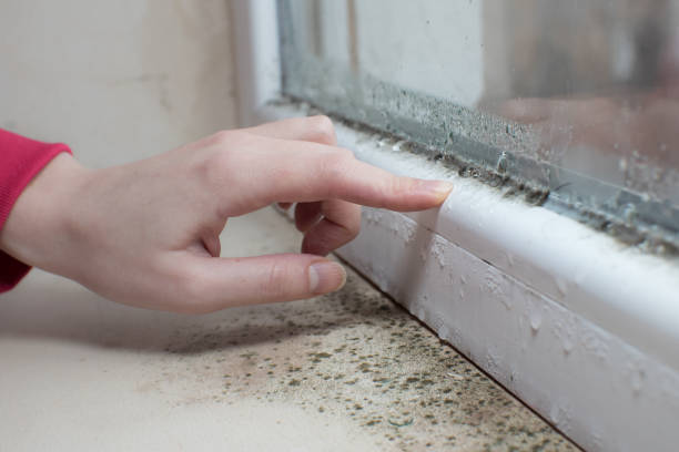 Mold Documentation for Insurance Claims in Circle Pines, MN
